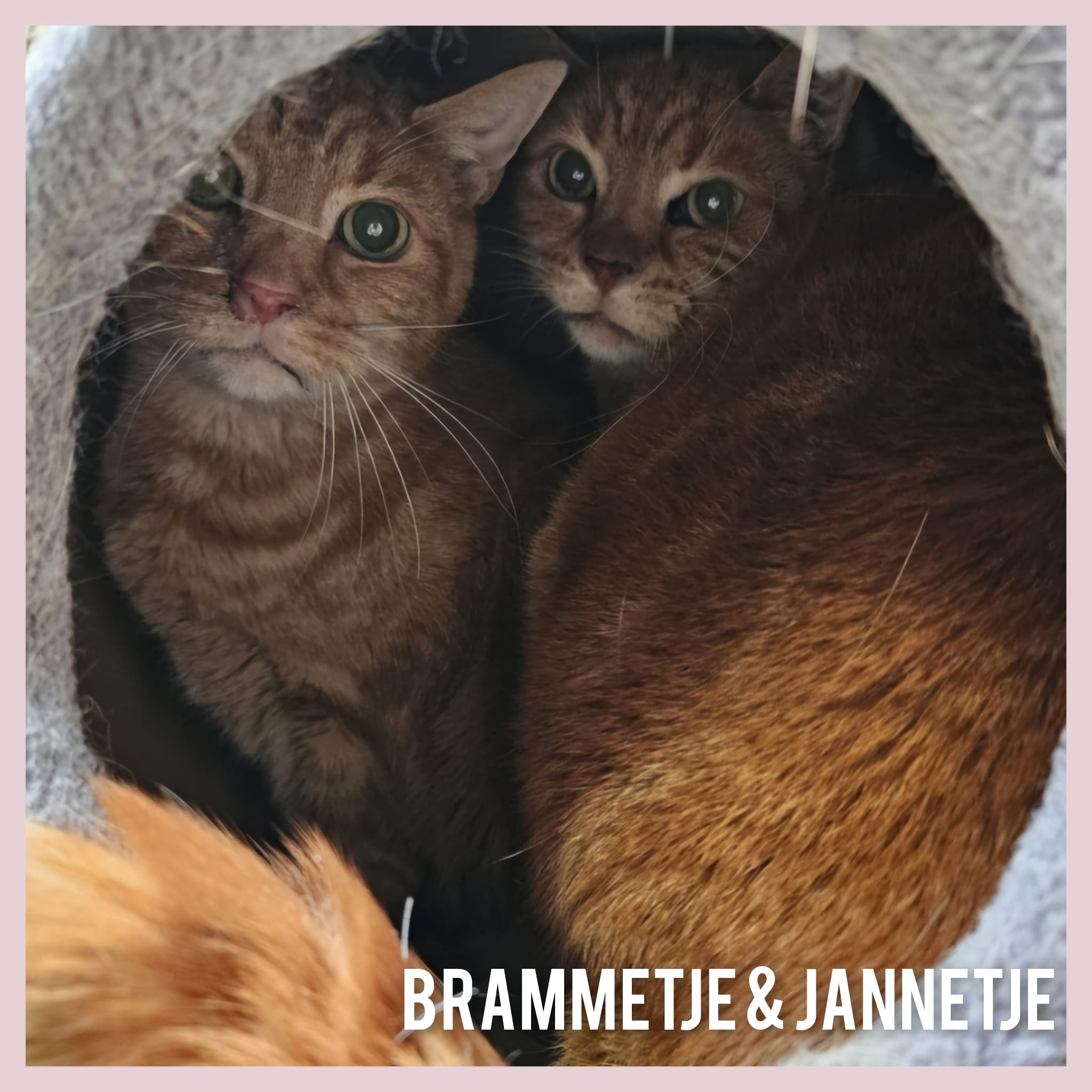 Brammetje en Jannetje