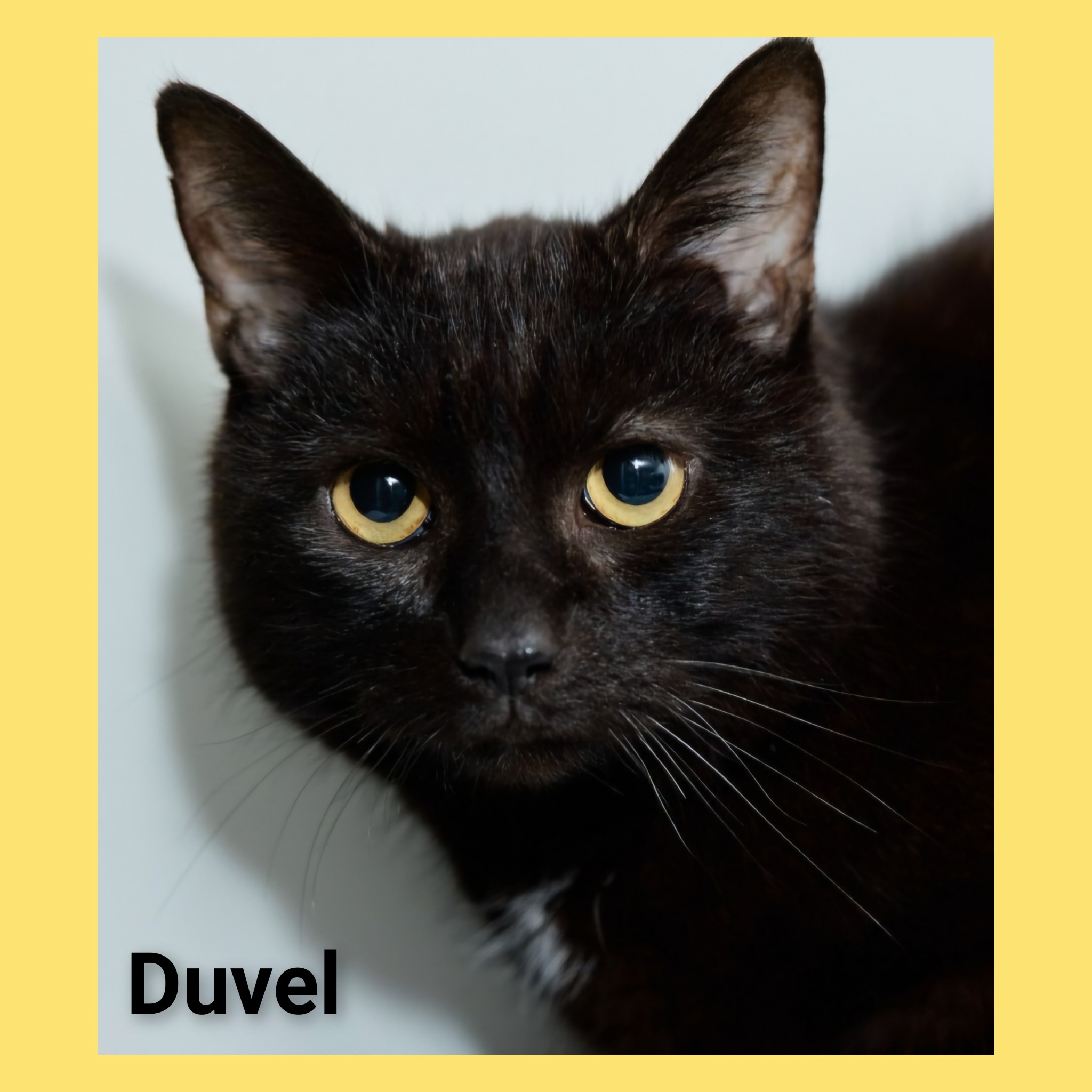 Duvel