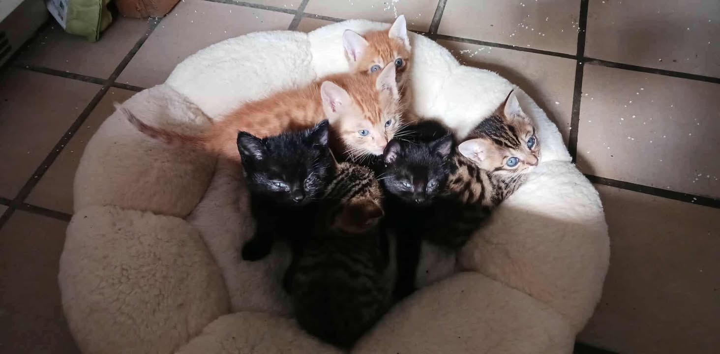 Zwerfkatten