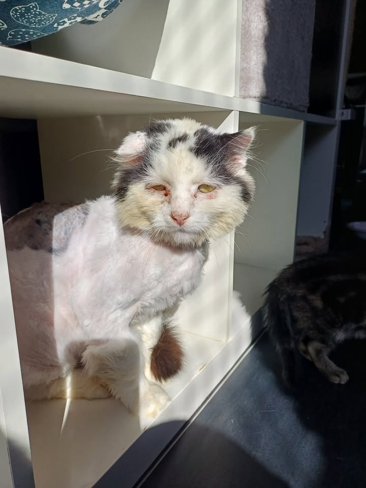 Elvis