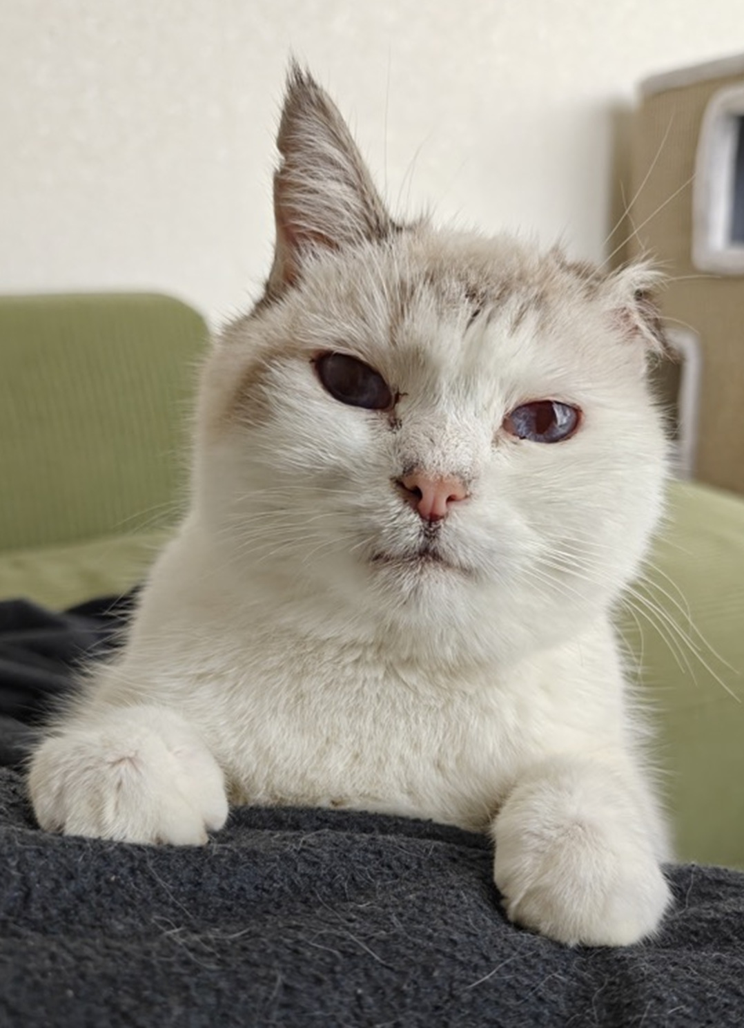 Boris
