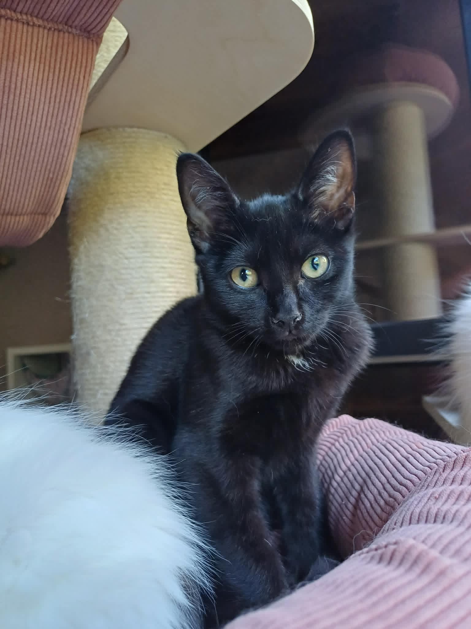 Caesar