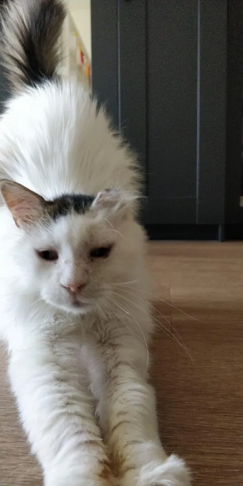 Mimi