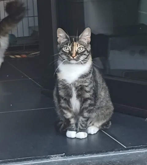 Simba