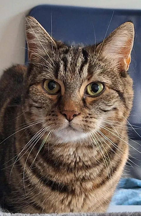 Rajito
