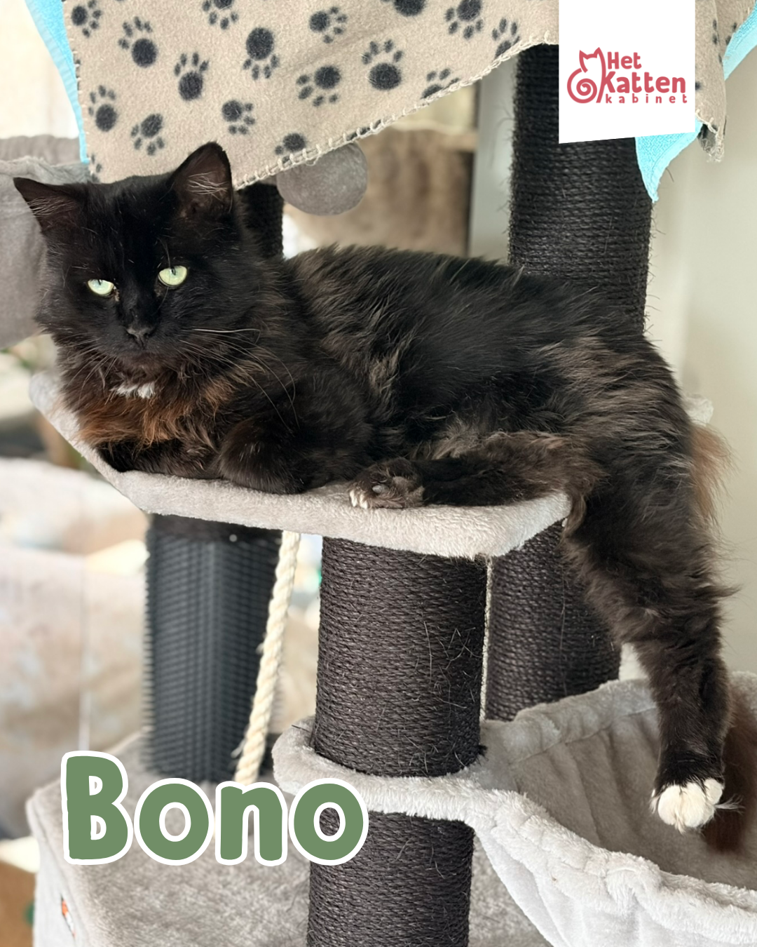 Bono